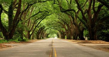 Lifeologie Counseling St Johns oak canopy road