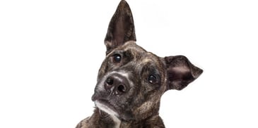 cute dog