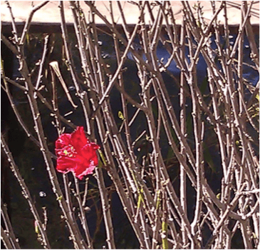 thorny shrubs