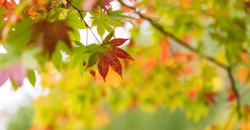 close up of red fall leaf