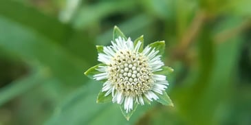 A white flower
