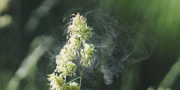 A twig of a shrub