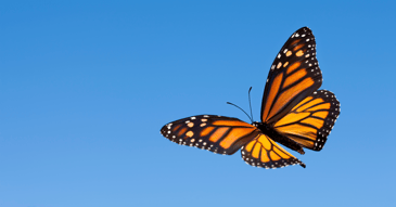 how can cbt put the butterfy effect in relationships? monarch in flight