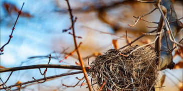 An empty bird nest. Photo by <a href=