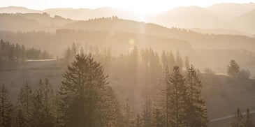 a misty forest