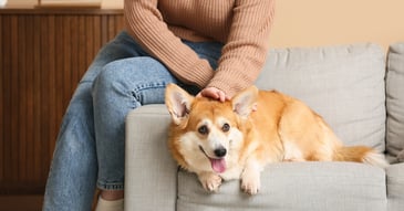 therapy dog on therapy couch