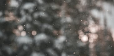 snow falling in the forest